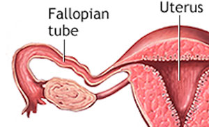 fallopian-tube-diagram